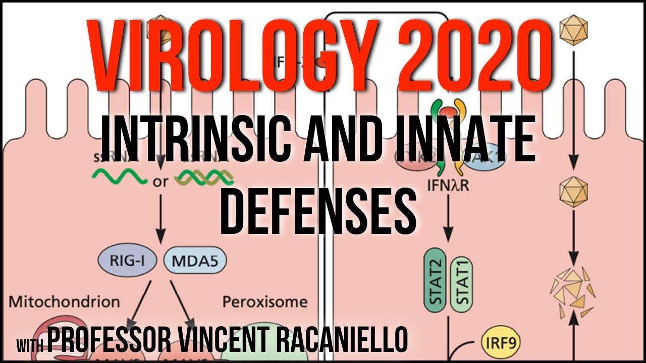 Virology Lectures 2020 #13: Intrinsic and innate defenses