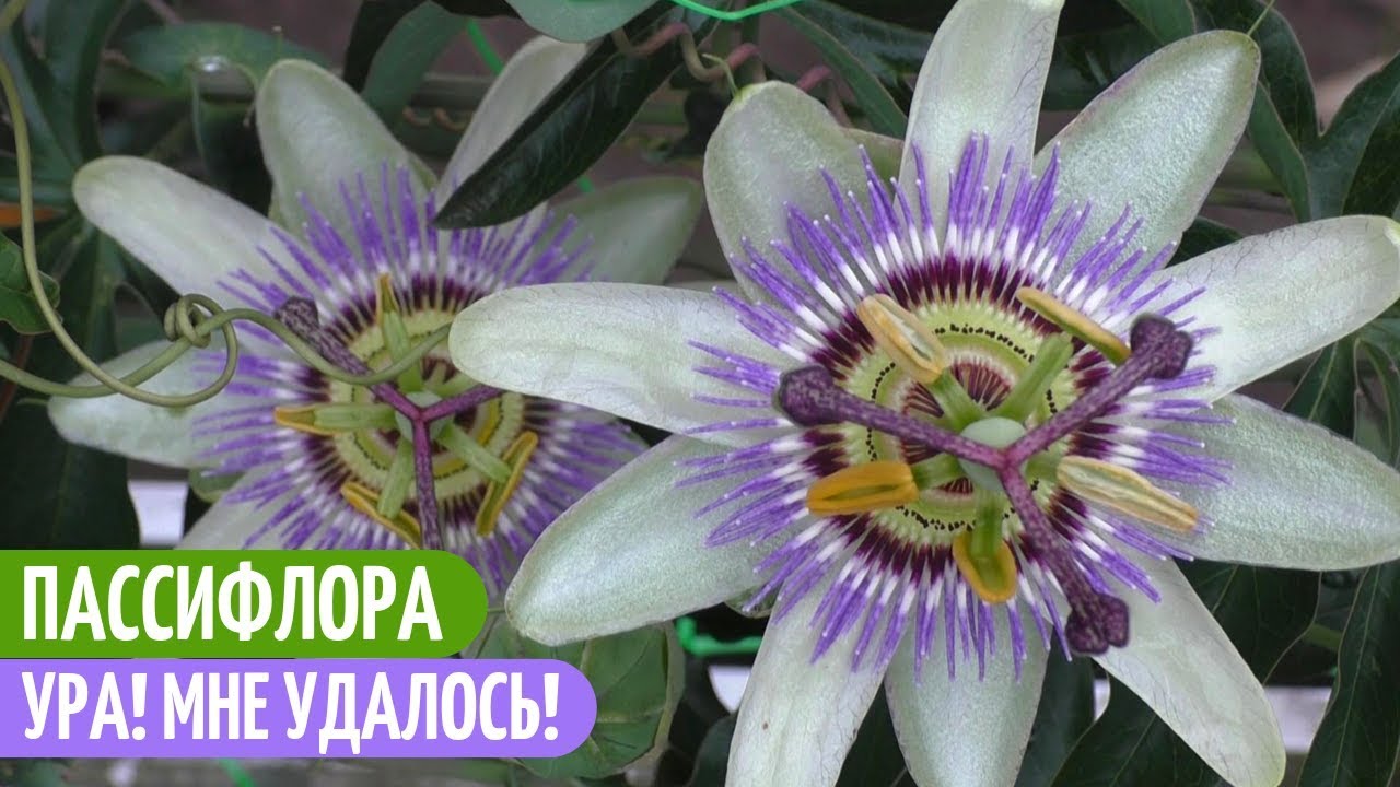 ПАССИФЛОРА Из Семян - У Меня Все ПОЛУЧИЛОСЬ! Мои цветы. Мой опыт.