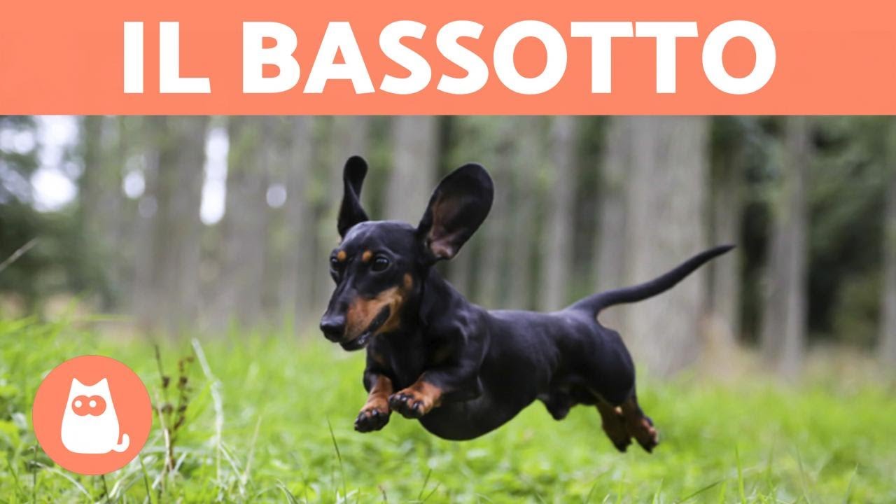 Il BASSOTTO o Dachshund- Caratteristiche della razza