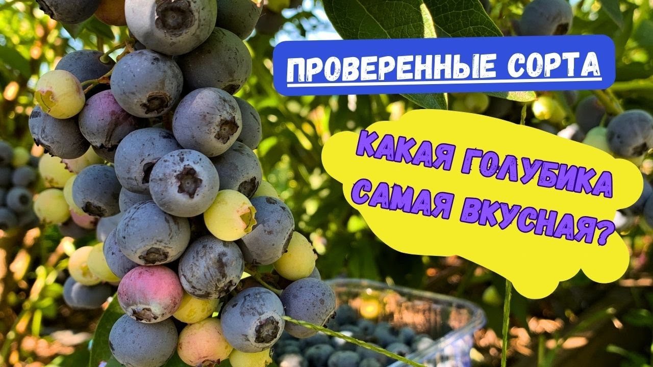 Лучшие сорта голубики, которые порадуют вкусным урожаем
