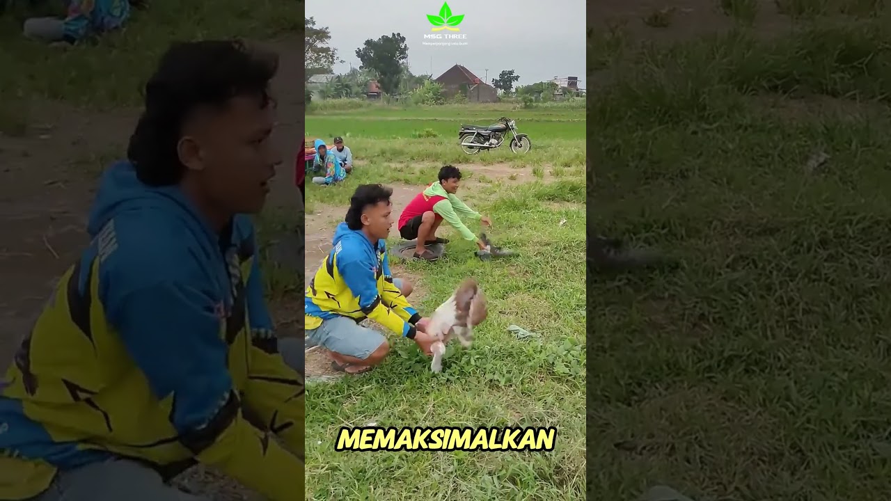 PROBIOTIK JAMU MERPATI ATOZ