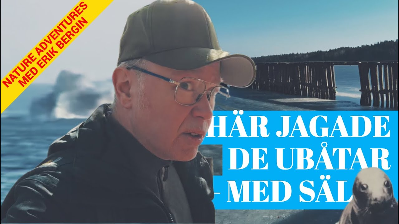 Hemliga planen – låta sälar jaga ubåtar