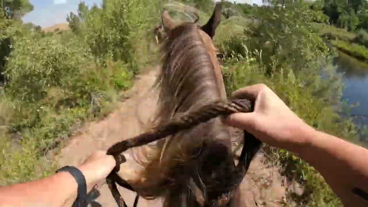 #horse #rockymountainhorse #equestrian #horsebackriding #quarterhorse #trailriding #canter #fun 
