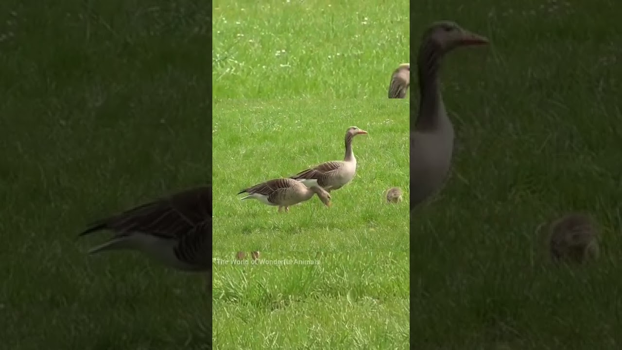 Sounds of Goose #shorts#birdsound#bird#goose#goosesounds