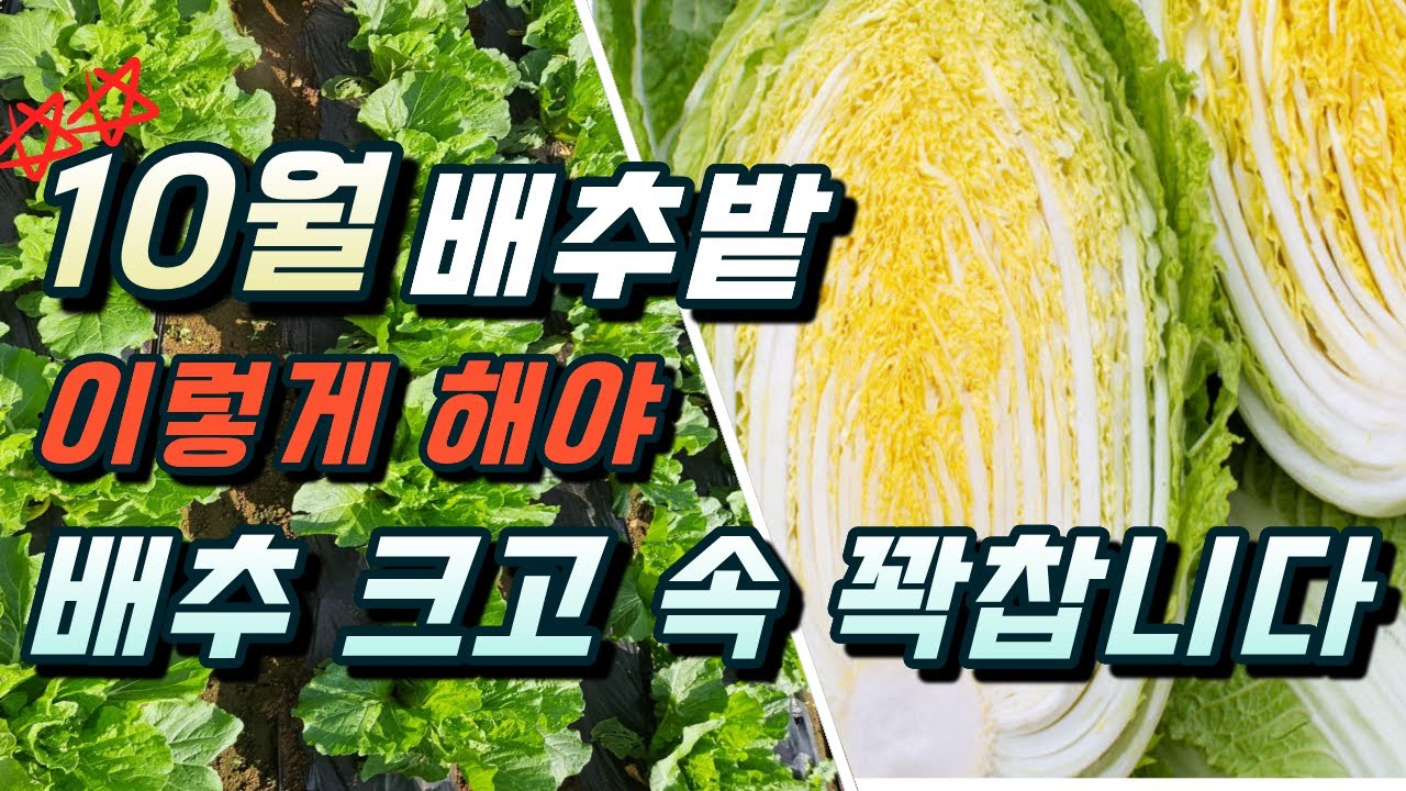 배추. 맛있고 크게 키우려면 10월~수확까지 꼭 해야 할일.