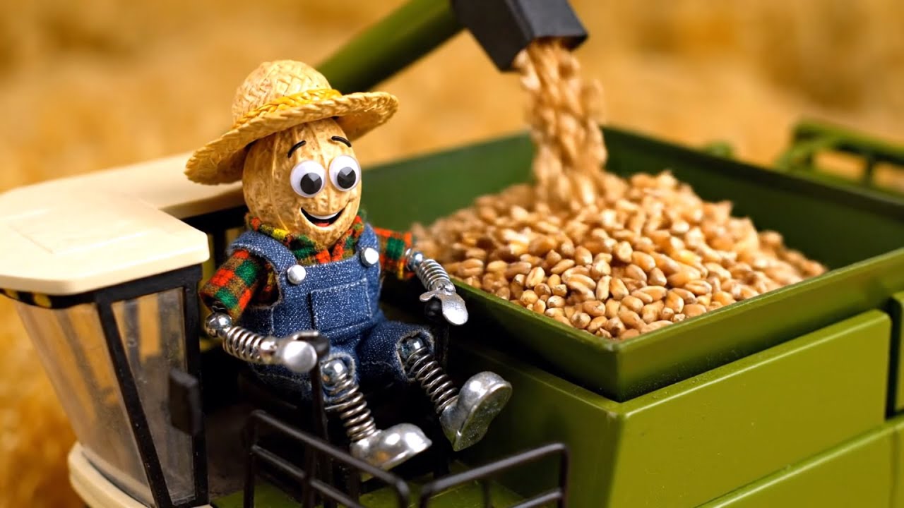 First Time Harvesting Wheat || Peanut Farmer Does a Custom Combining Job