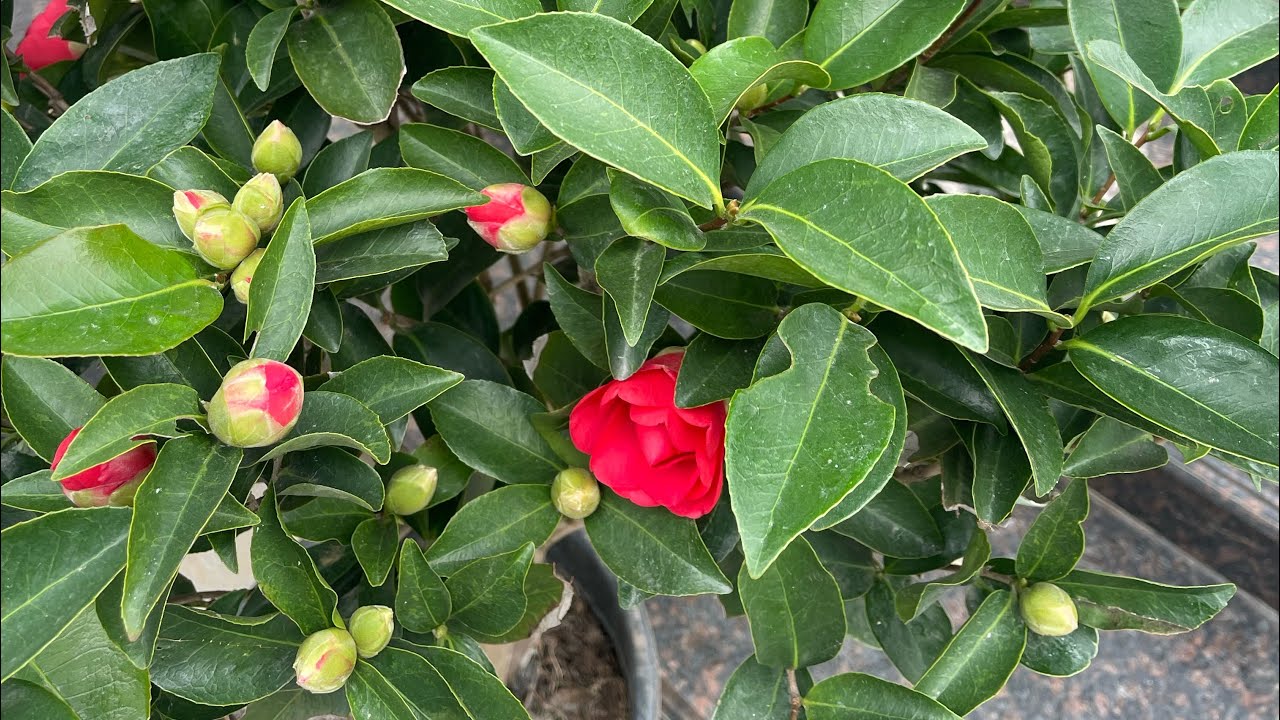 29-1-2026/lh:0338531359|Bán Thanh Lý Hoa Trà Ny Chơi Tết Giá Siêu Rẻ