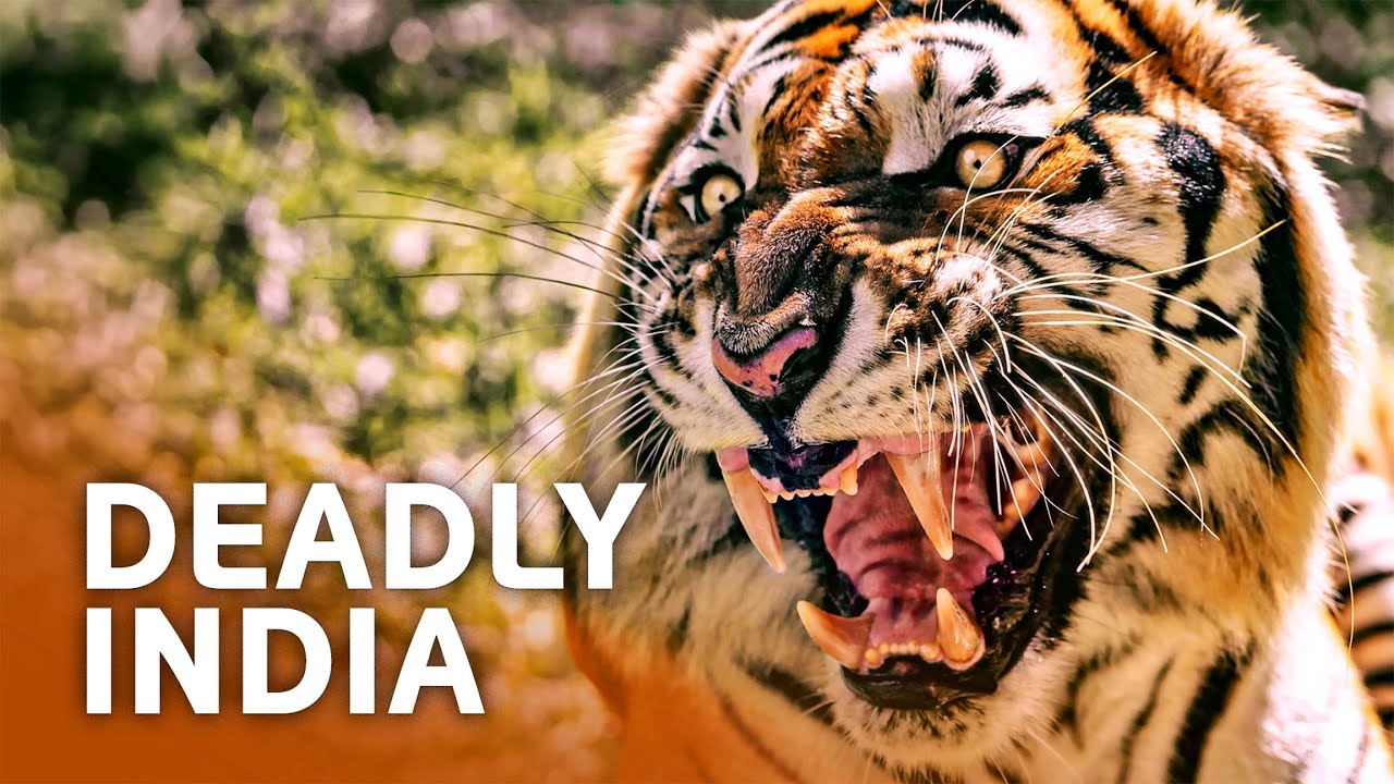 A Day in the Life of India's Most Dangerous Animals