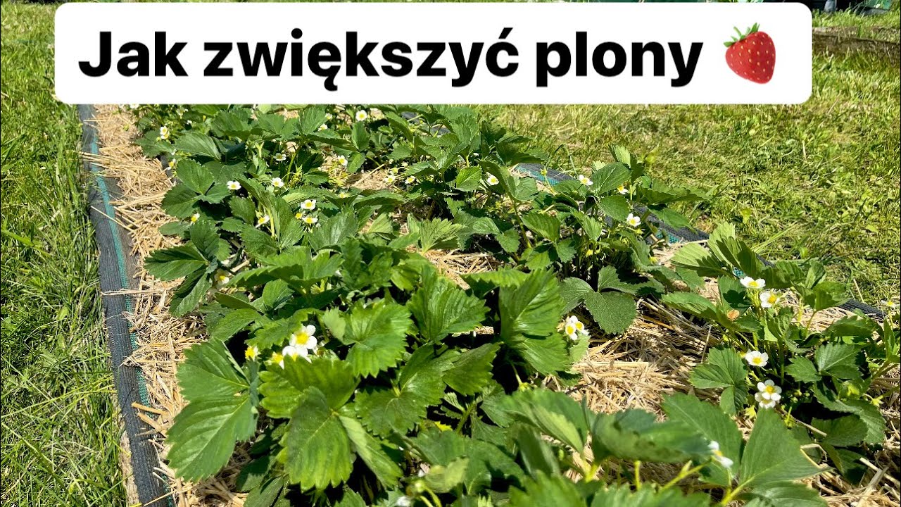 Jak zwiększyć plony truskawek 🍓☀️💦