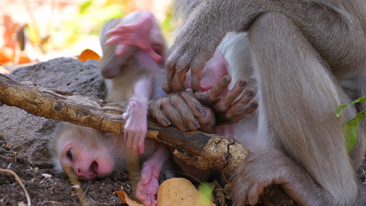A baby monkey got stuck in a tree branch but was rescued by its mother in time