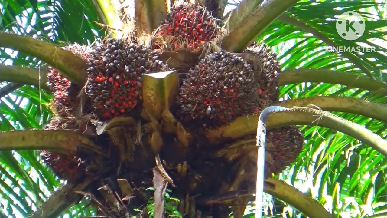 Panen buah super keliling Malaysia perusahaan
