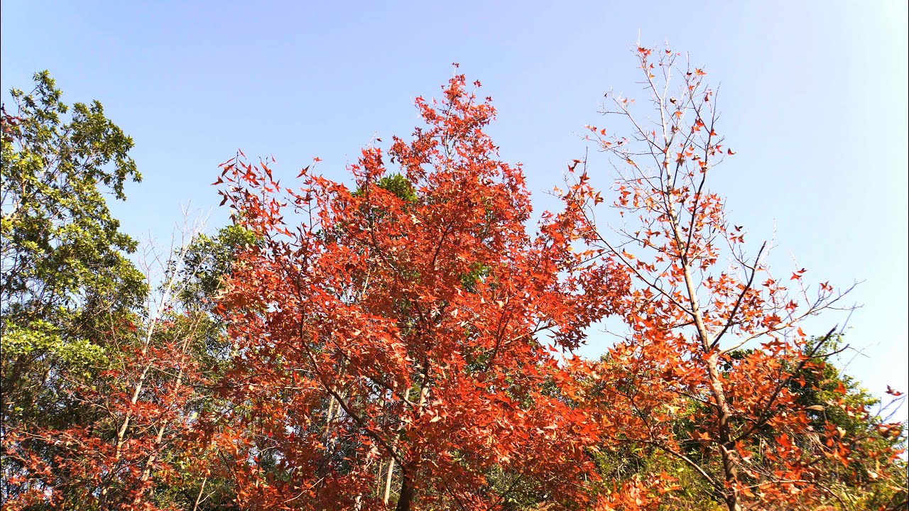 大棠楓香林 Tai Tong Sweet Gun Woods Hong Kong (行山路線）