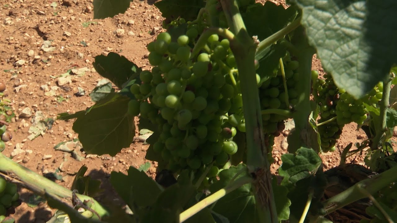 Entran en vigor los aranceles de EEUU a productos agr&iacute;colas de la UE