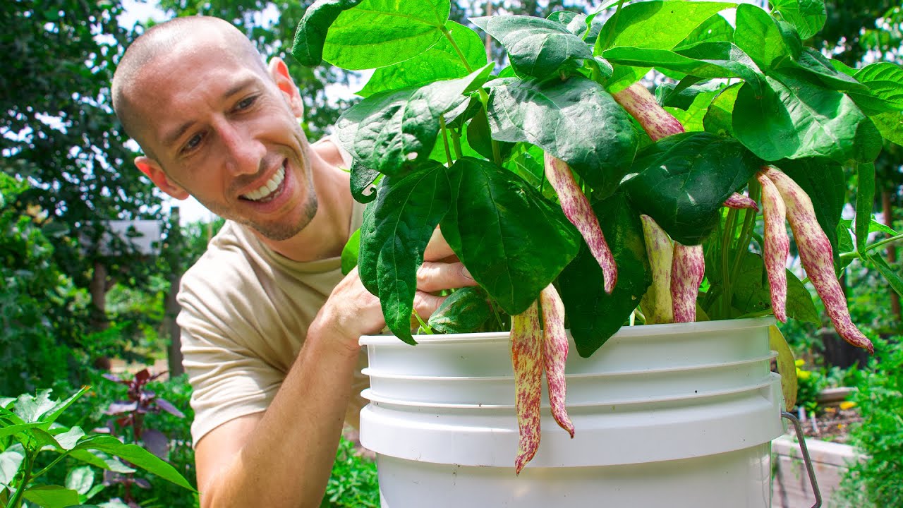 How to Grow Beans in Containers, Complete Growing Guide