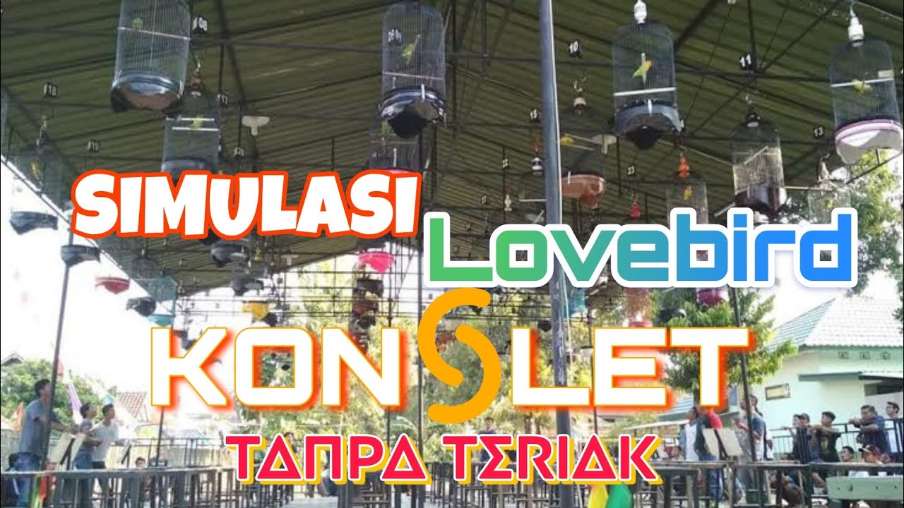Simulasi Lomba Lovebird Konslet tanpa teriak. Pancingan lovebird Jantan-Betina
