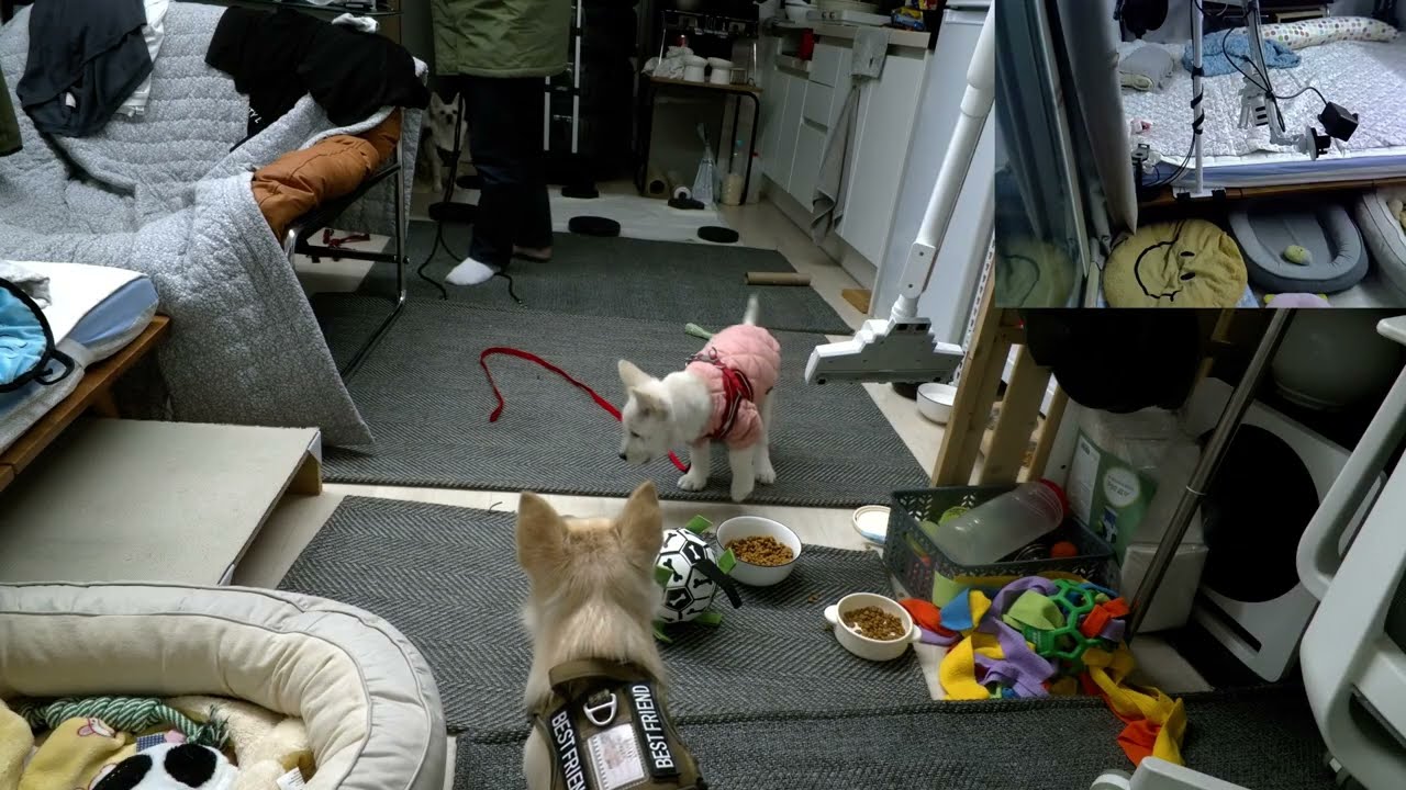 댕줍일기-26년 1월 29일 일상-심콩이의 밤 수면유도 라이브