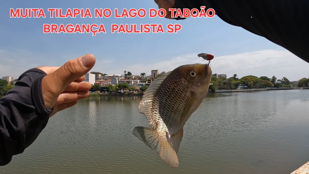 Muita tilapia no Lago do Taboão em Bragança Paulista sp