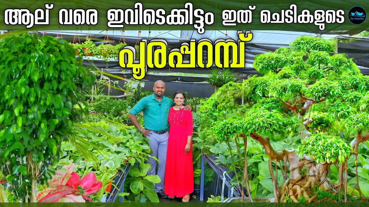 ആല് വരെ കിട്ടുന്ന ചെടികളുടെ പൂരപ്പറമ്പ്|Indias Biggest Garden Studio|Ficus plants|Dr. Interior