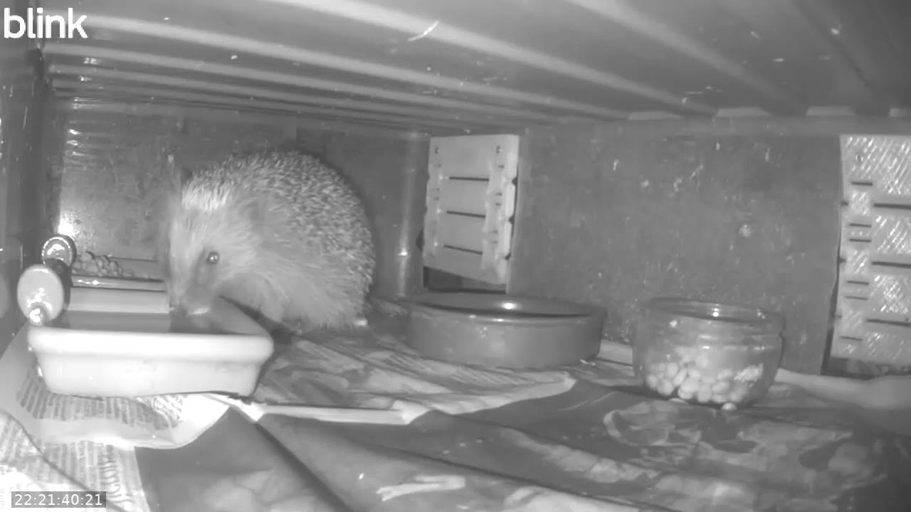 Wild Life Cam Night Of 23 01 2026