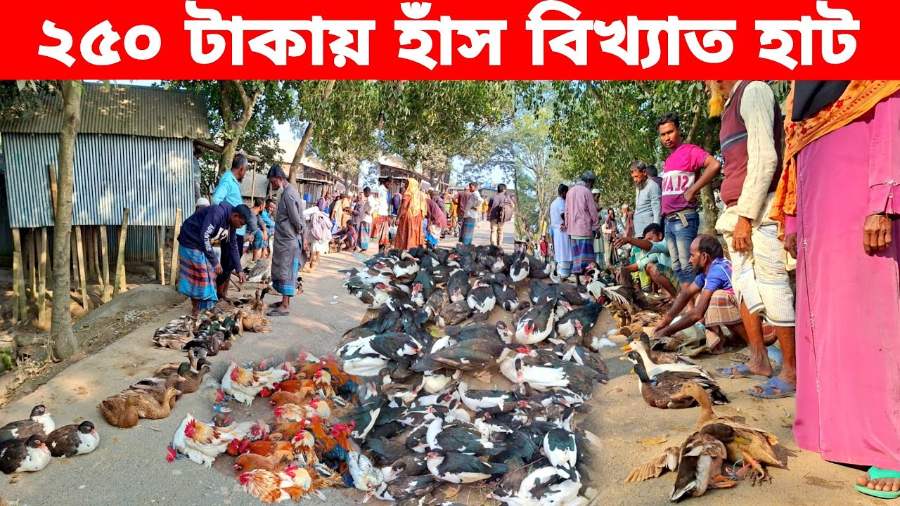 ঐতিহ্য বাহী ধারা বাজার হাঁস মুরগির হাট | bangladeshi chicken duck market 
