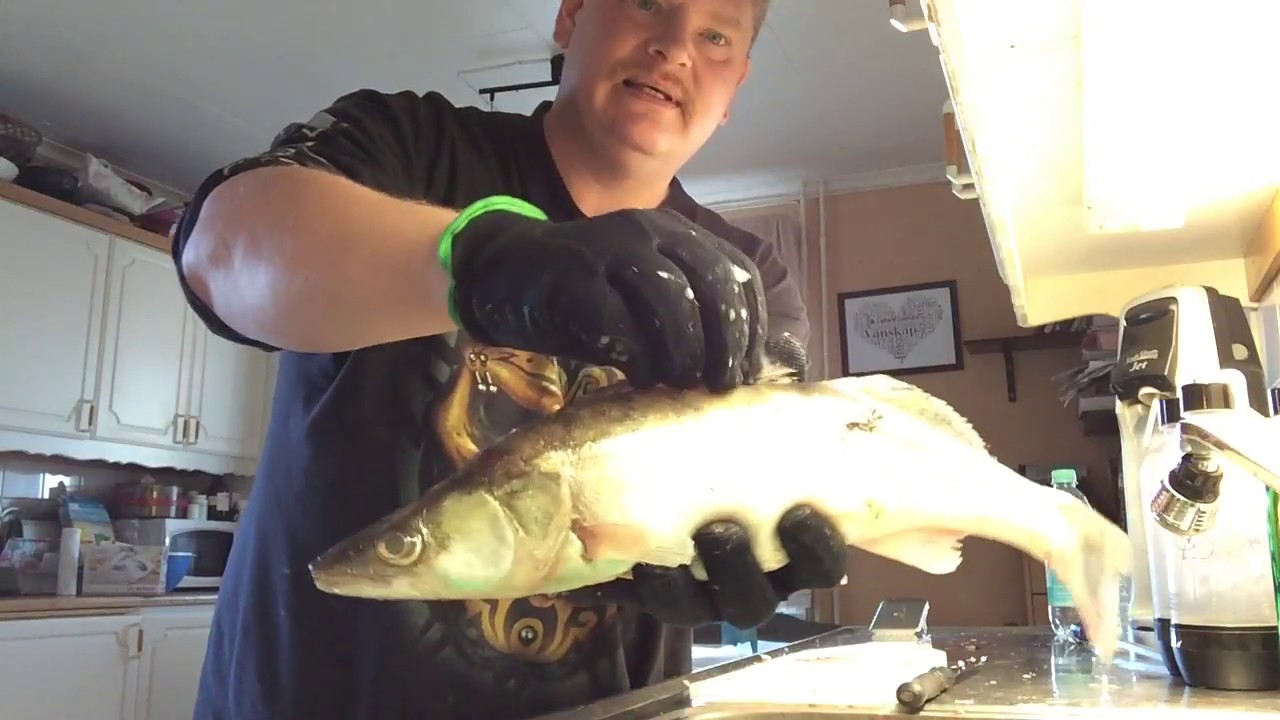 How to Fillet a Sandor Lucioperca