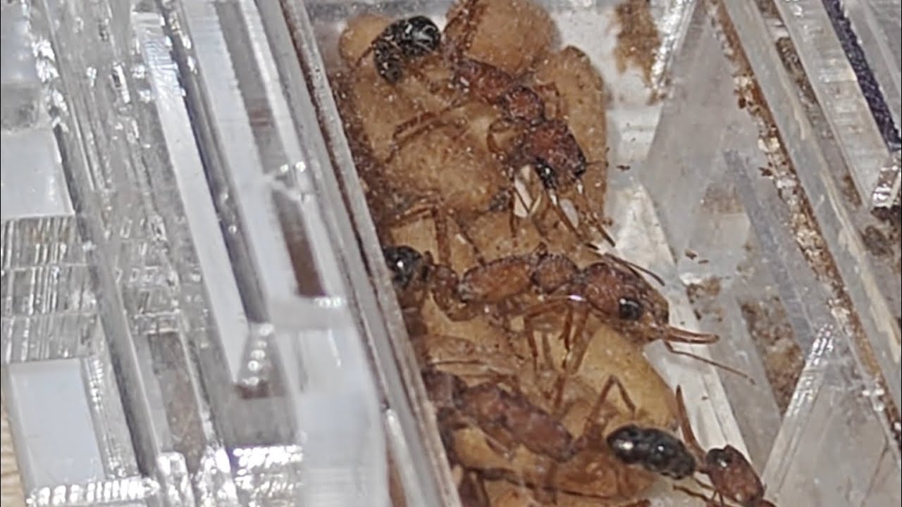 Harpegnathos saltator матка (гамэргат) Салтатора откладывает яйца