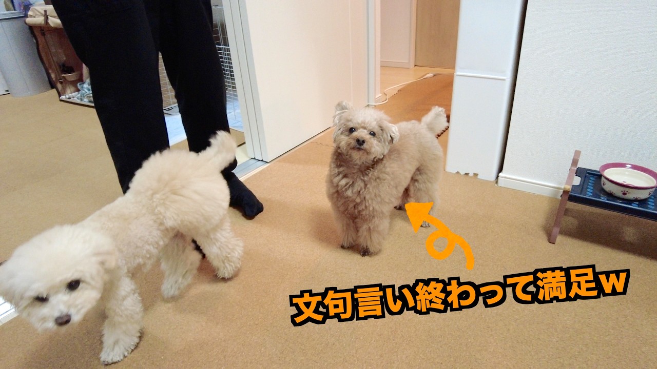 忘年会で帰りが遅いパパを待ちすぎて犬語で文句を言いまくる兄妹犬【トイプードル】