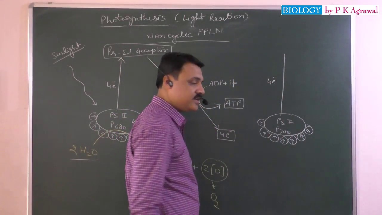 photophosphorylation and light reaction of photosynthesis