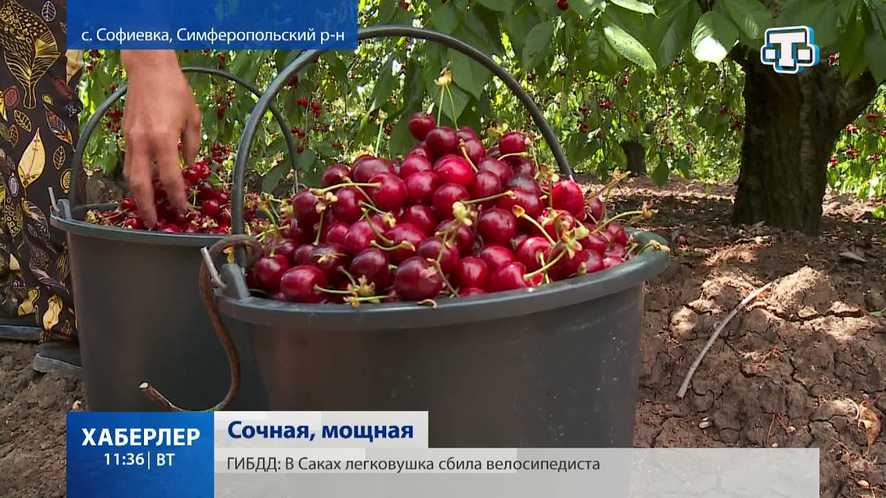 В Крыму продолжается сбор черешни