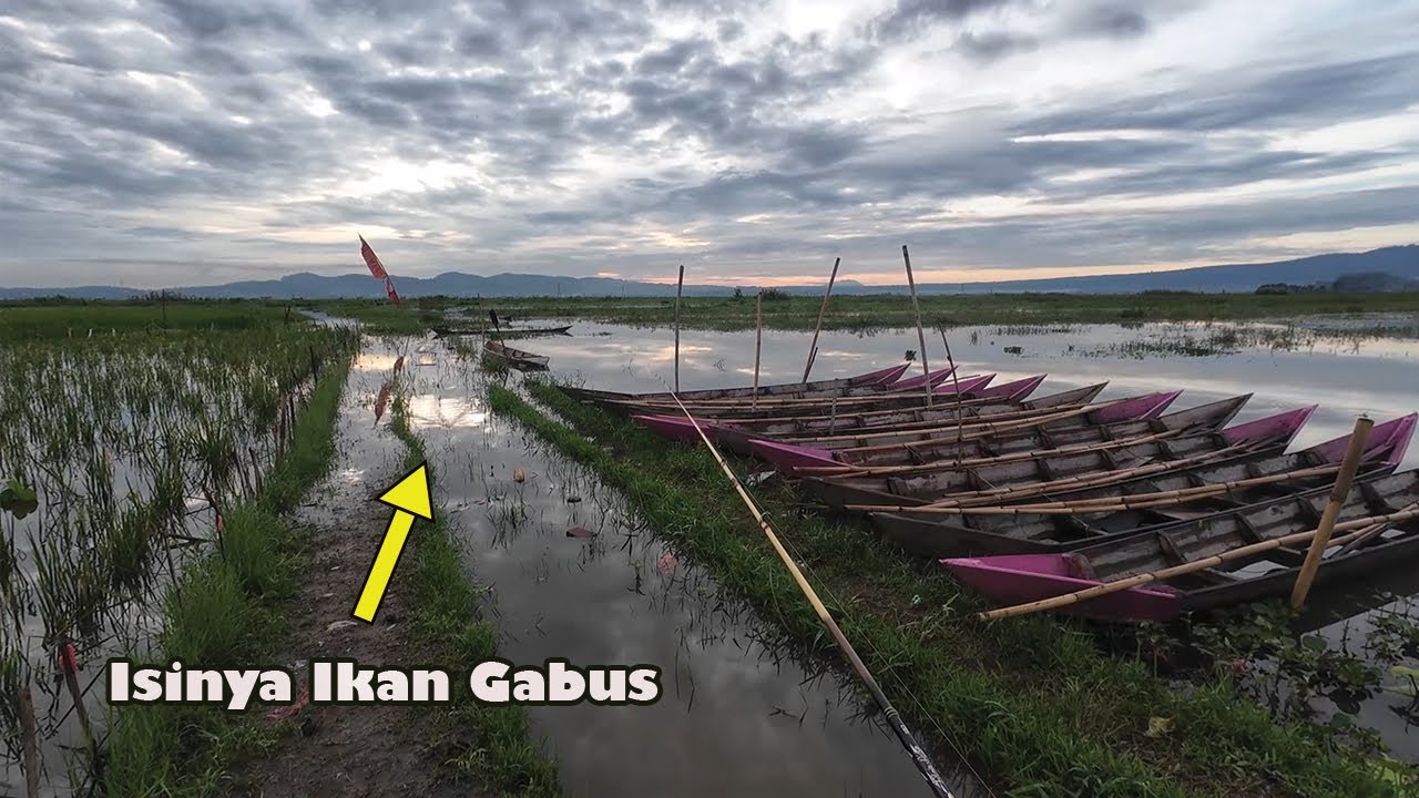 Casting Gabus SPN Saat Air Rawa Pening Full