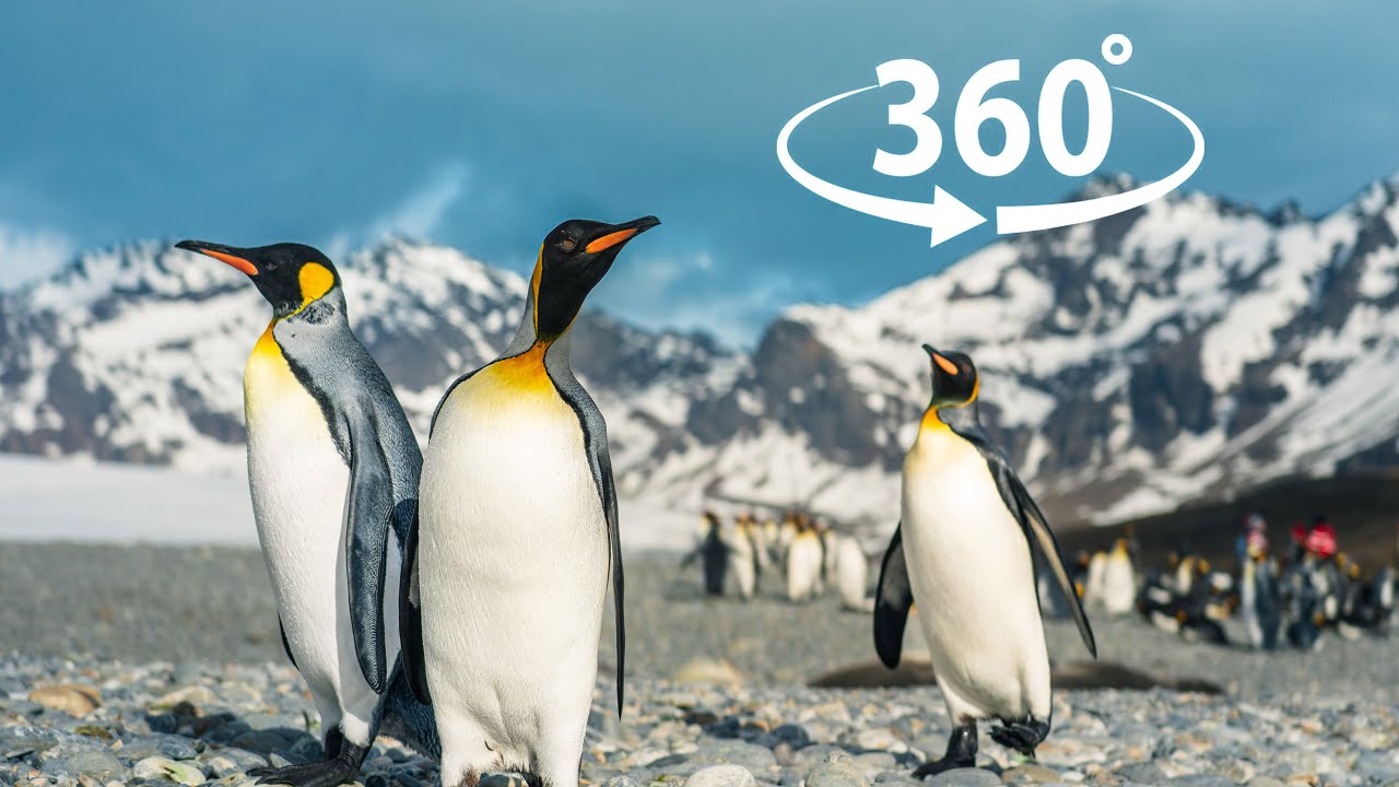 【360&deg; VR 全景】5.7K超清 亲历南极，王企鹅第一视角的奇妙体验