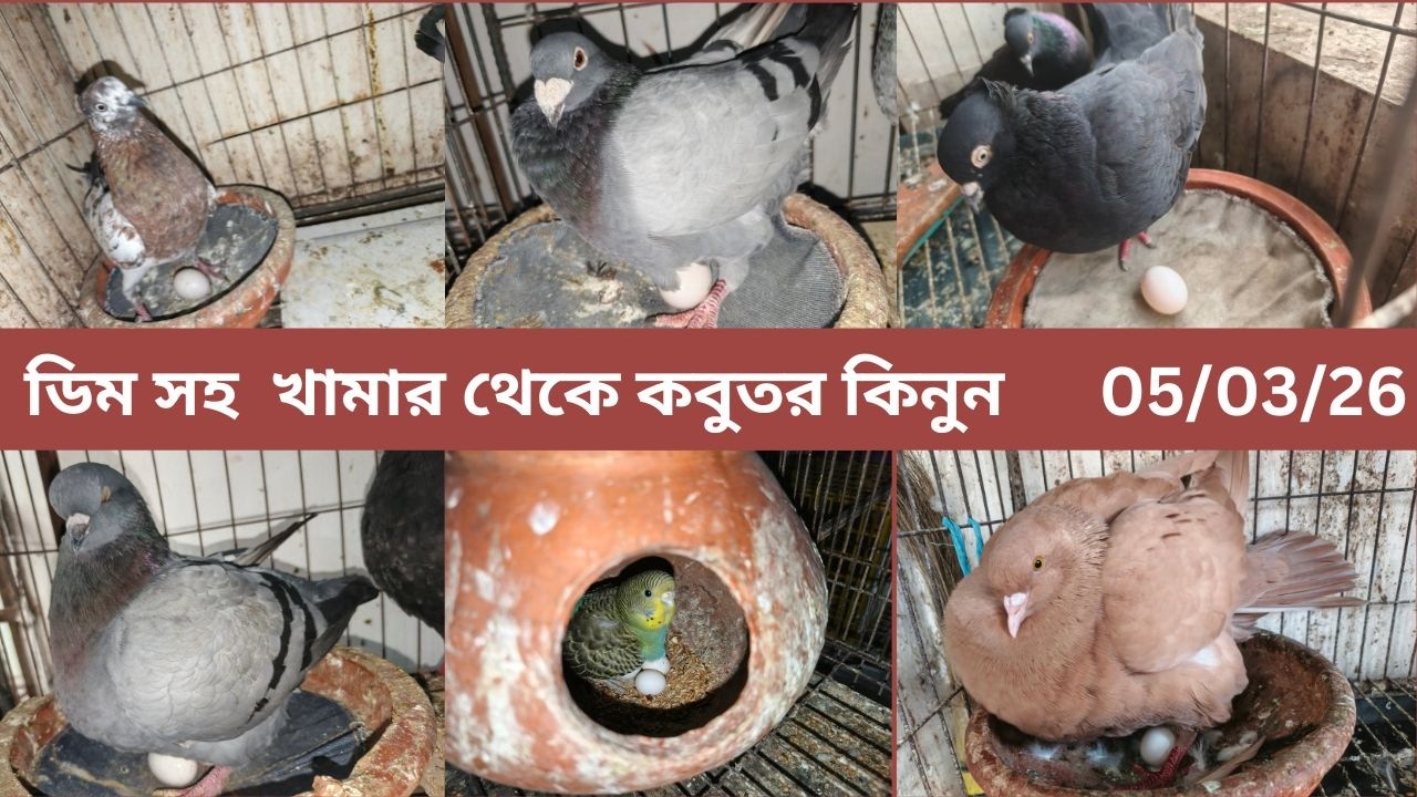 ডিম সহ খামার থেকে কবুতর কিনুন । 01759570264