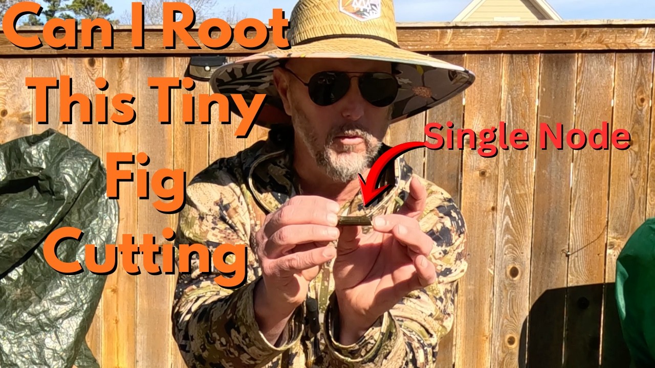 Rooting Single Node Fig Cuttings: My Setup for the @FiggyEd Challenge