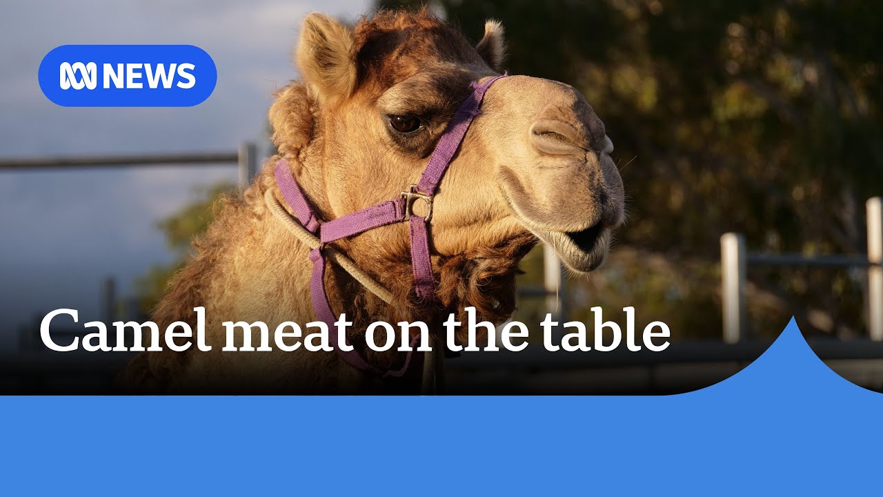 Scenic Rim farm aims to make camel meat, milk mainstream | ABC News