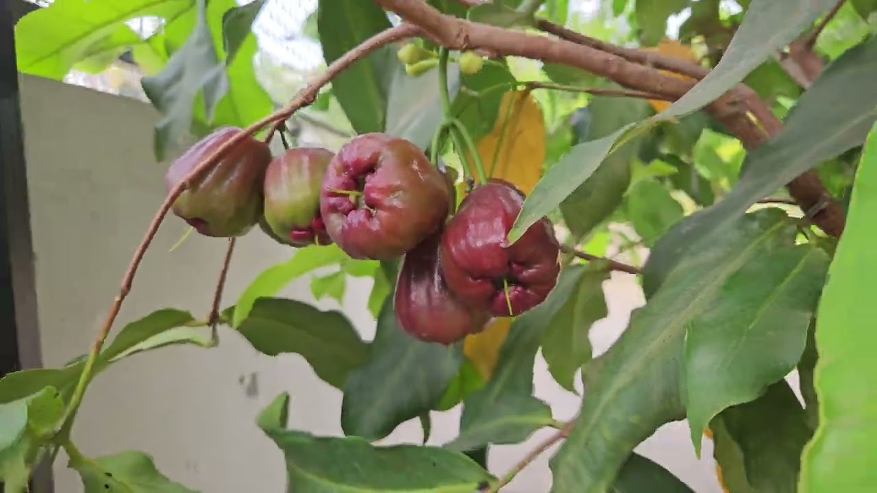 Dalhari Chamba 4K /  ഡൽഹരി ചാമ്പ  - Tasty and Big Size / Best Chamba in the world