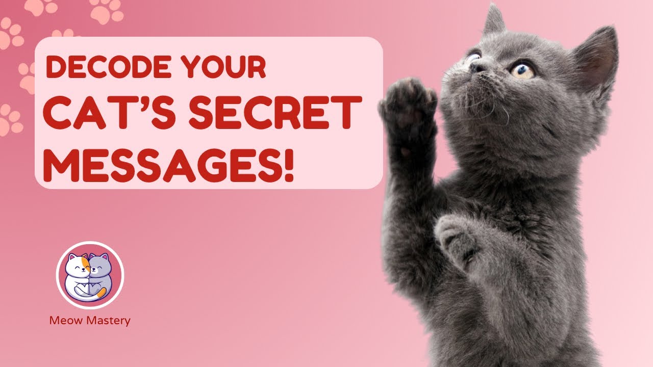 What Does Your Cat&rsquo;s Tail Say? Learn Their Secret Language