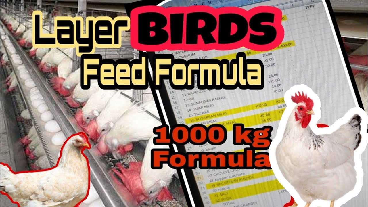 Layer birds Feed Formulation 20+weeks 🐔🐔 || Egg laying Feed Formulation.