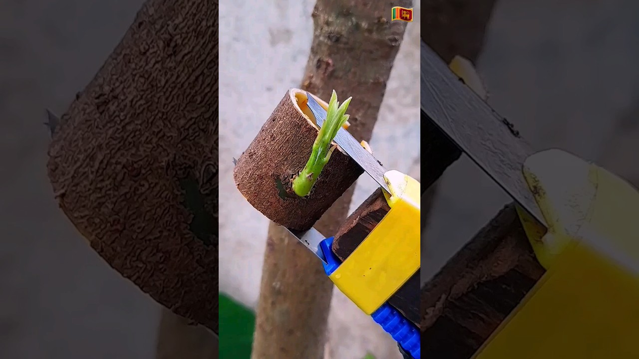 Avocado🥑 ring grafting ✔ technique& easy tools  #satisfying #graft #diy #garden #shorts