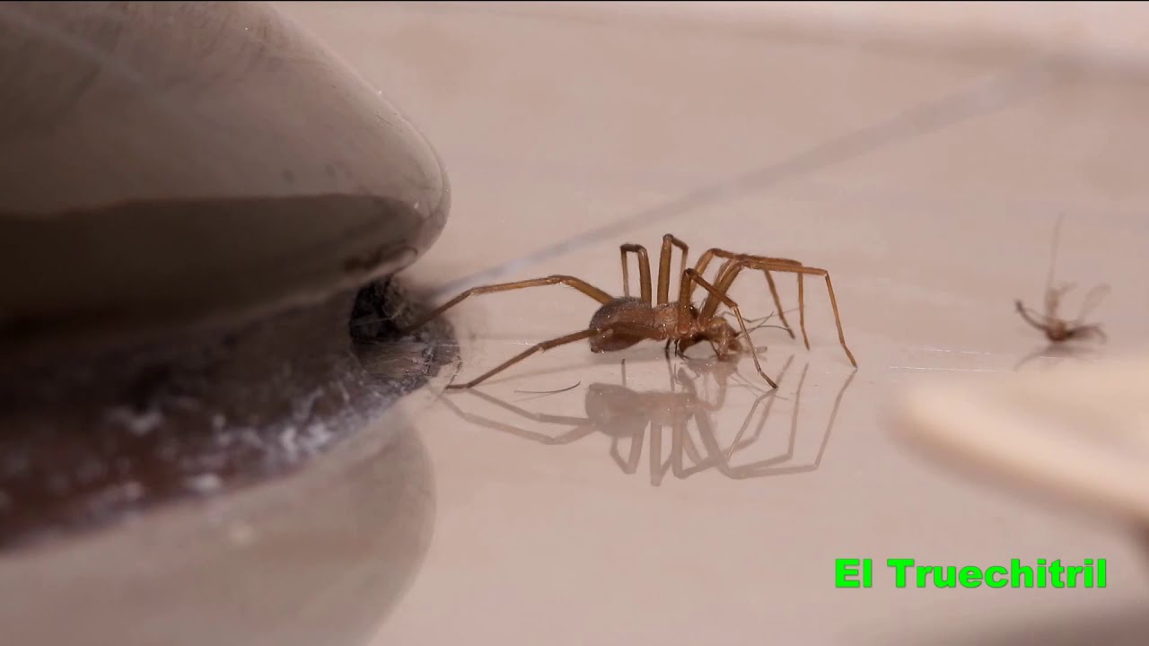 Ara&ntilde;a violinista o ara&ntilde;a de rinc&oacute;n (Loxosceles Laeta) comi&eacute;ndose un zancudo