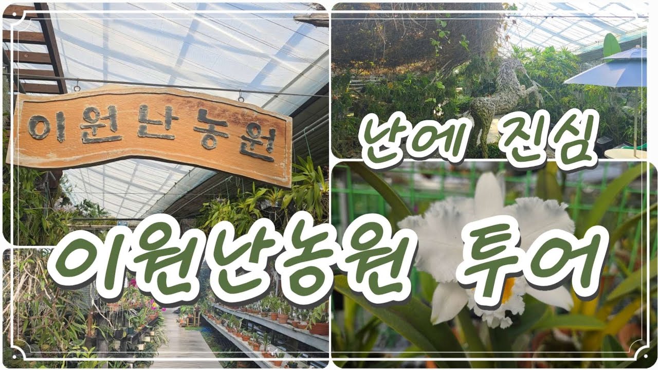 난에 진심인 농원,  '이원난농원' 투어 #이원난농원 #플라워러브 #난 #난농장