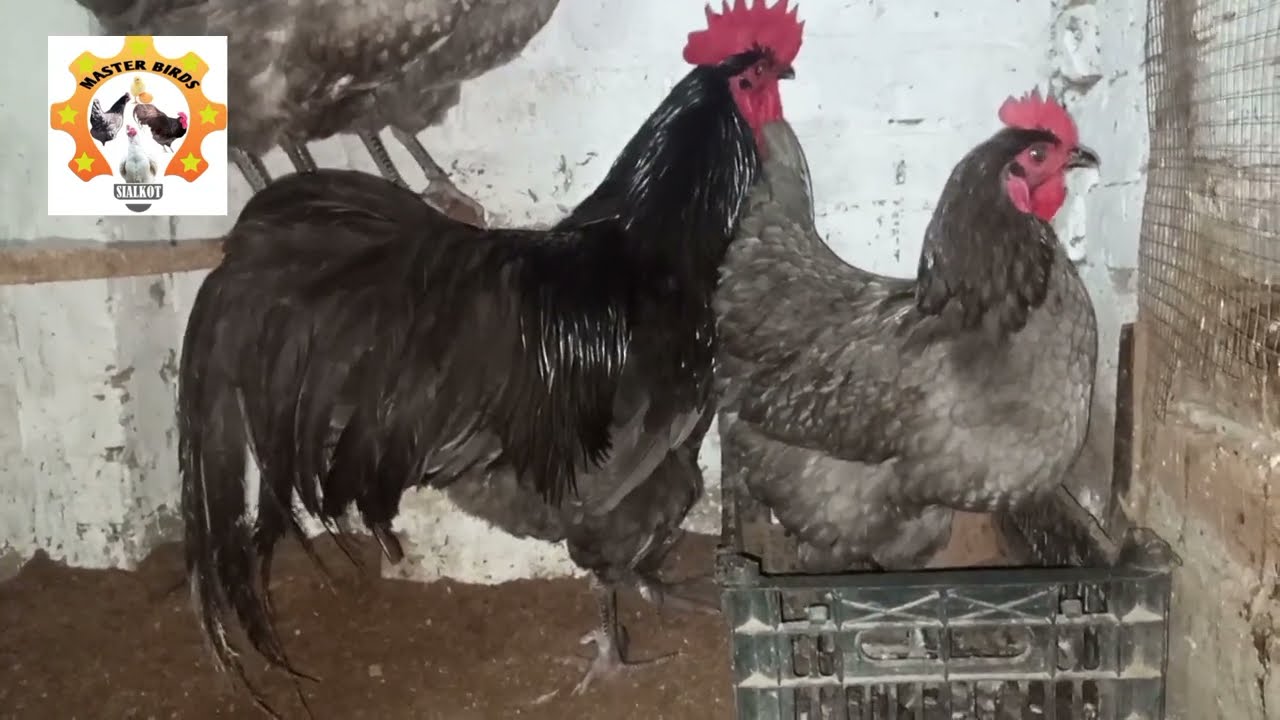 Heritage Blue Australorp Ka Shoq | Rare Blue Chicken Breed 😍 | Master Birds