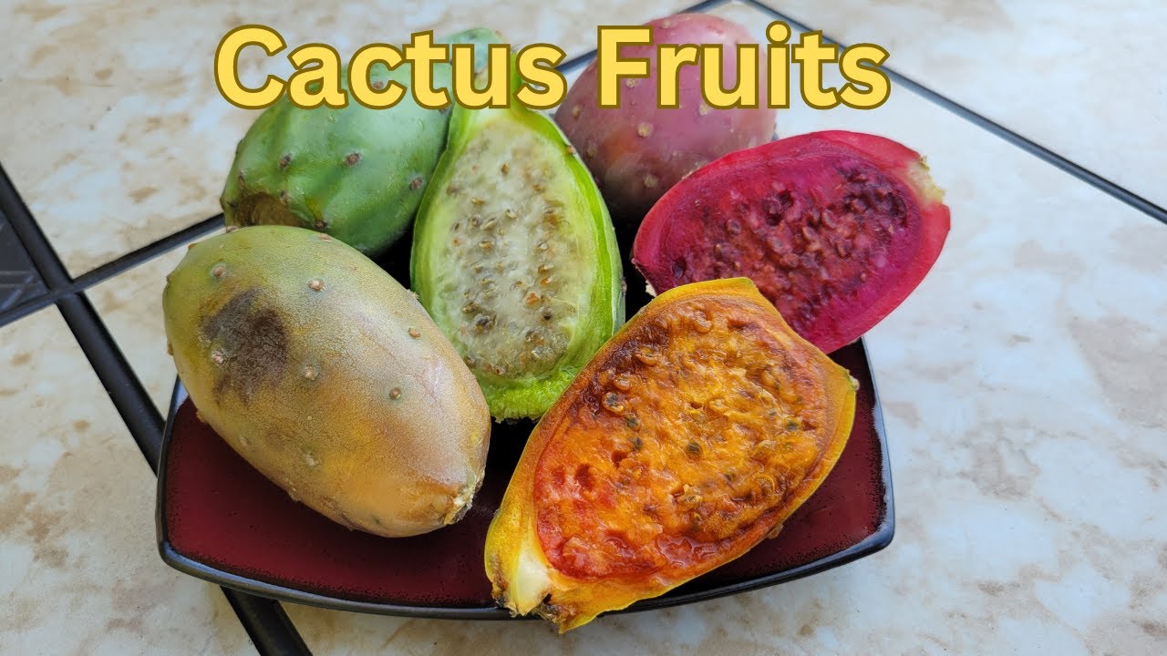 Which Cactus Fruit Tastes Better ? Red, Green, Or Yellow | Cactus Pear | Prickly Pear