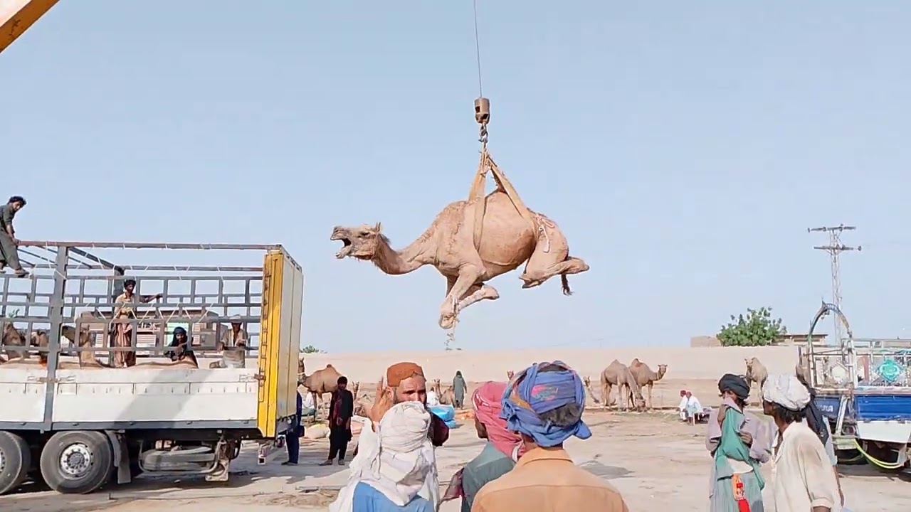 Female Camel Loading in Truck