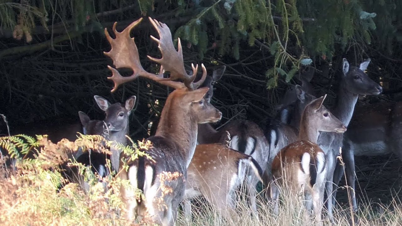 Kapitale Damhirsche von der Müritz - Large fallow deer