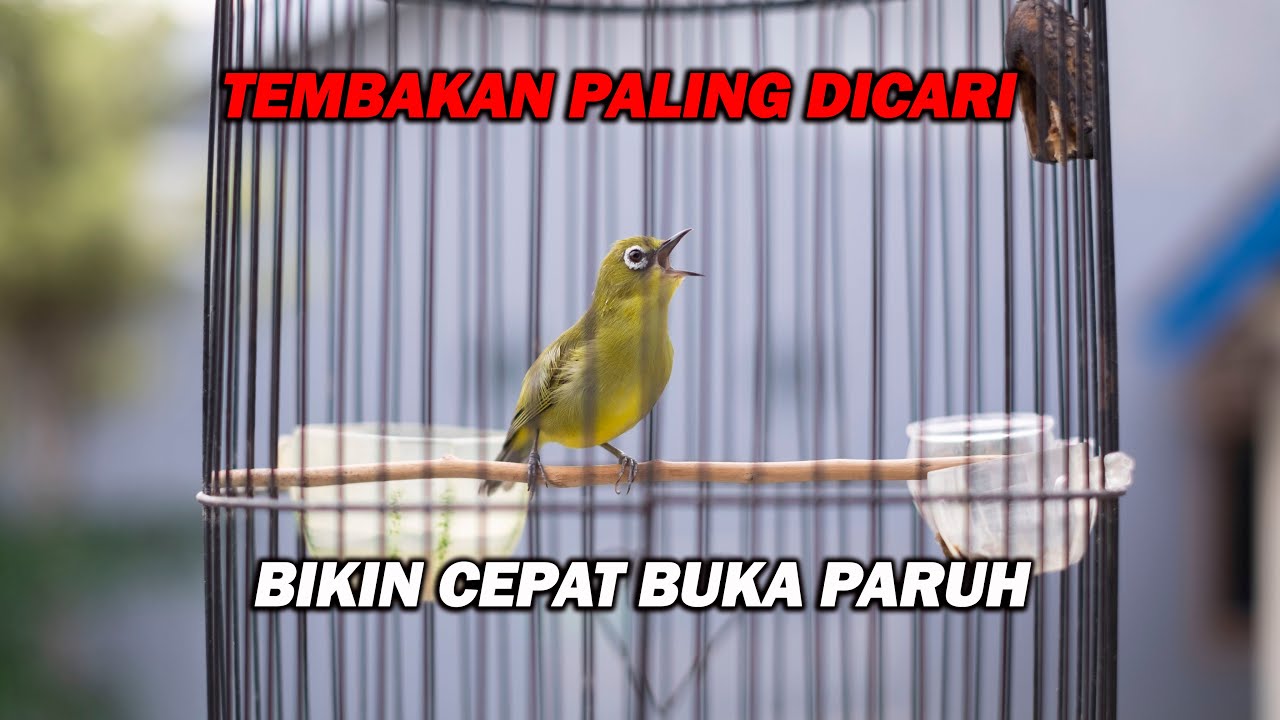 PANCINGAN PLECI NEMBAK KENARI SAMBUNG BREN WIT WIT WIT, COCOK UNTUK MASTERAN