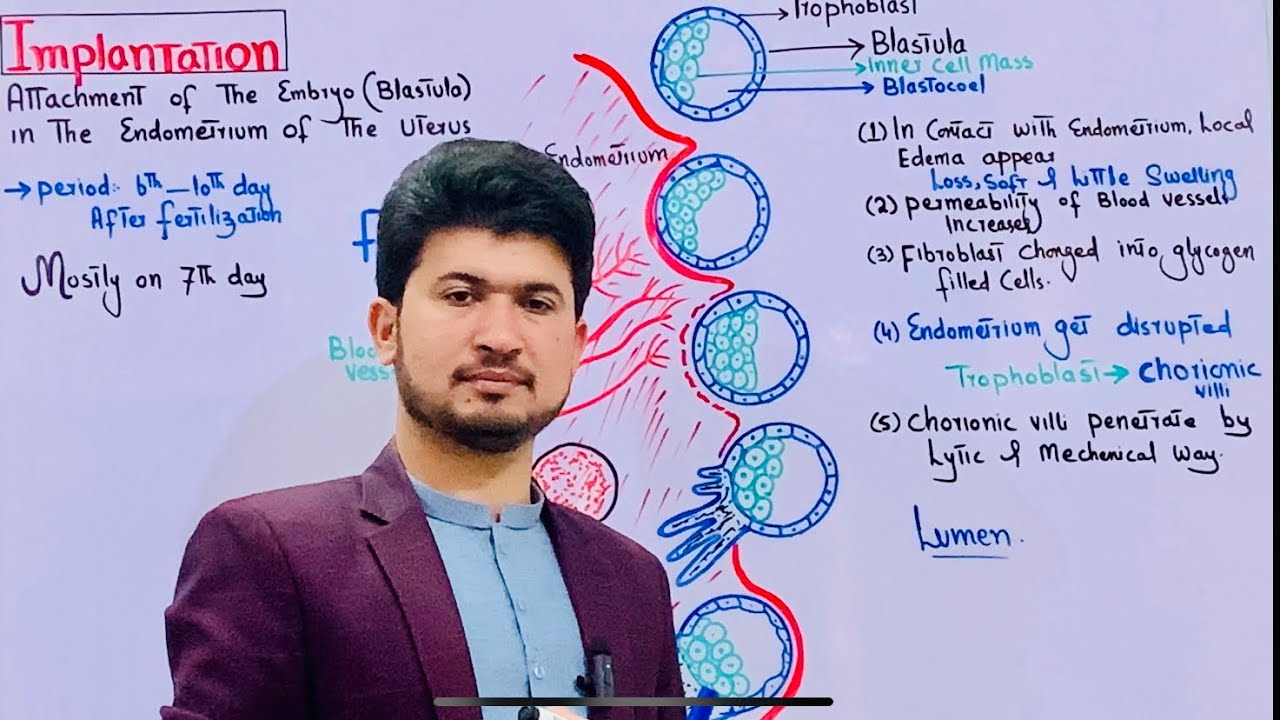 Implantation of early embryo class 12 biology| MDCAT Biology
