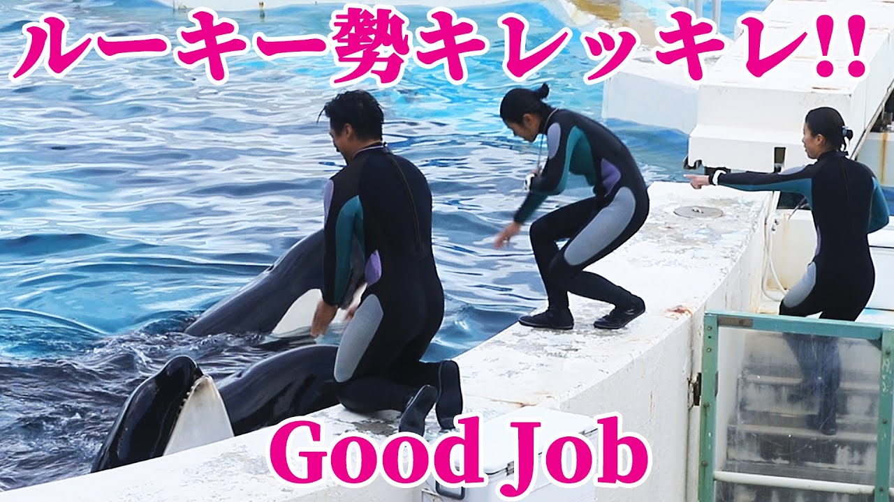 ルーキー勢トレーナーさん、ヤル気満々で最高!! 鴨川シーワールド シャチショー KamogawaSeaWorld  orca killerwhale