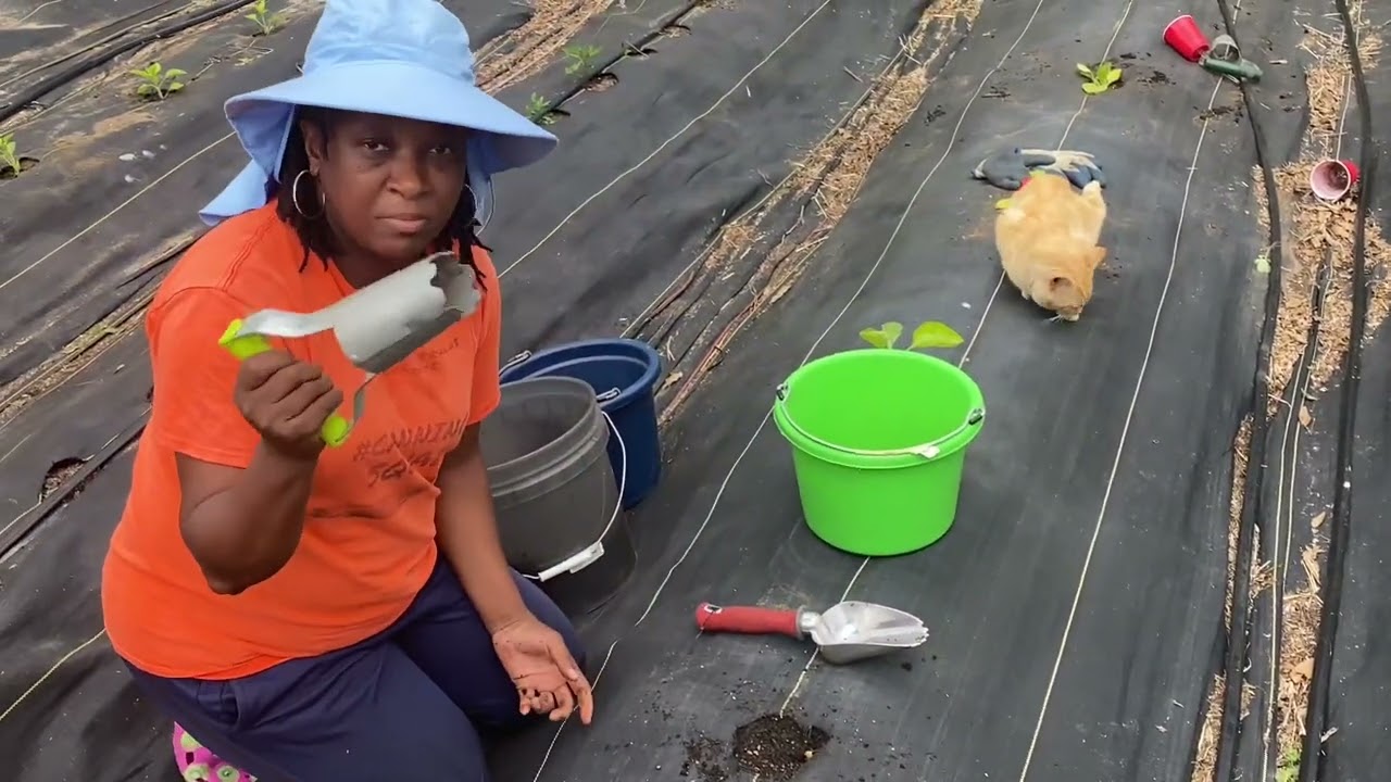 This Is How We Grow A Lot Of Veggies