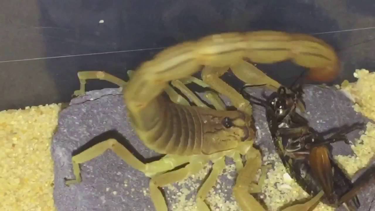Hottentotta Tamulus Indian Red Scorpion 🦂 Feeding 🦂