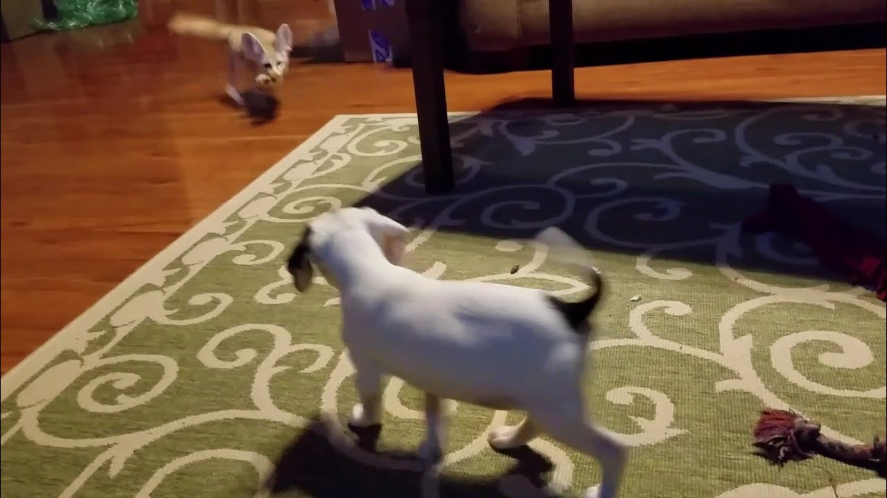 Fennec Fox and a Puppy
